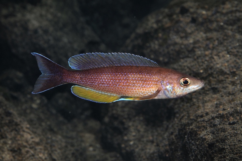 Cyprichromis pavo 'Sibwesa'